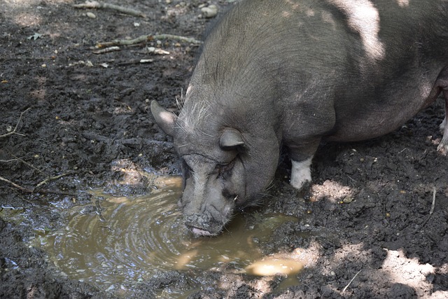 教的切尔西 教的切尔西