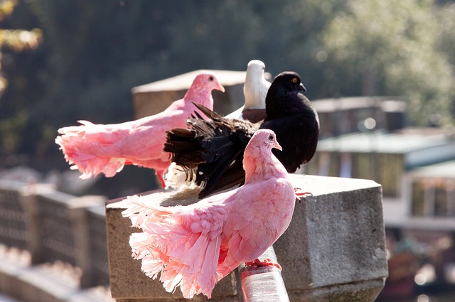 将成为一大 将成为一大